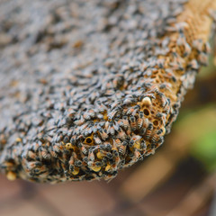 Close up view of bees on honeycomb