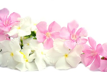 Fototapeta na wymiar Beautiful pink and white spring flowers isolated on white background with copy space for text, wedding and love concept