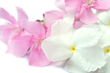Beautiful pink and white spring flowers isolated on white background with copy space for text, wedding and love concept