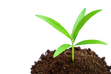 glowing green plant in soil on white background
