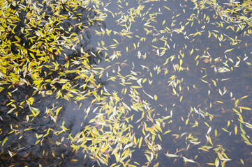 Yellow willow leaves on the gray water abstract