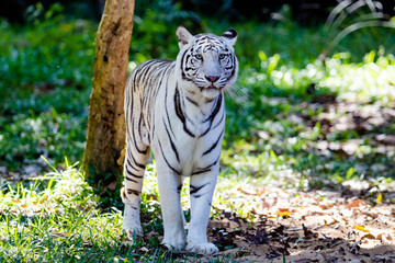 Obraz premium white tiger