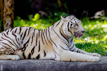 white tiger