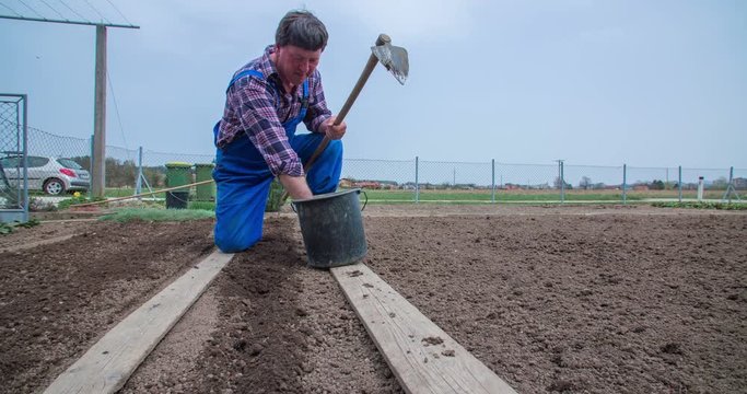 A senior man is planting potatoes on a sunny spring day. He is putting them into soil one by one and is also using a hoe. Close-up shot.
