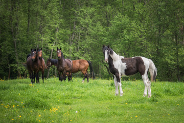 Fototapeta premium Young painted horse standing in front of herd