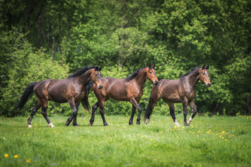 Naklejka na ściany i meble Three beautiful bay horses on the pasture in summer