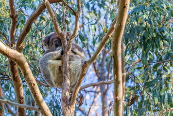 Koala bear sleeping high on eucalyptus tree closeup