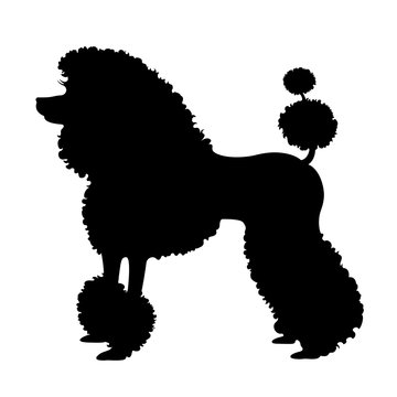 Purebred poodle dog, elite poodle with pedigree. Vector Illustration