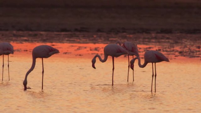 Flock of majestic pink flamingos in water at beautiful sunset