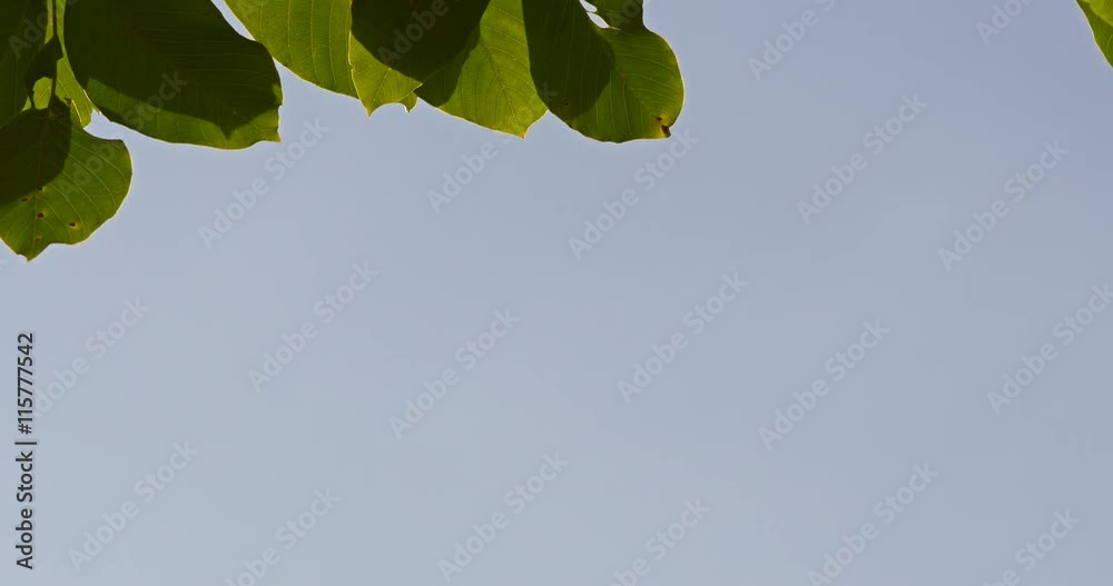 Wall mural Green Tree Leaves On Blue Sky