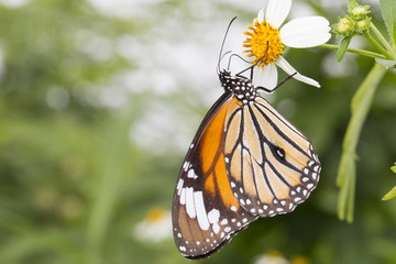 Naklejka premium Butterfly & flower