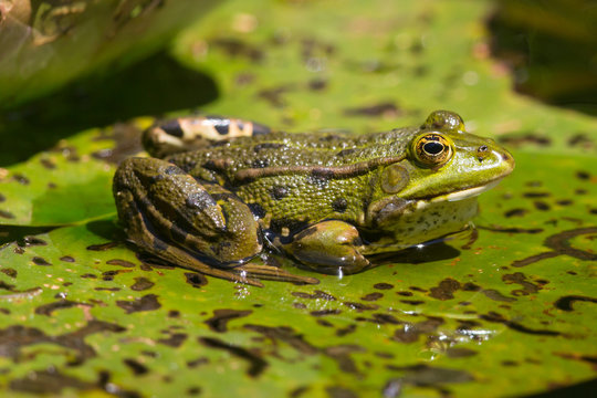 Side view of a green frog sitting on a leaf in the water in the