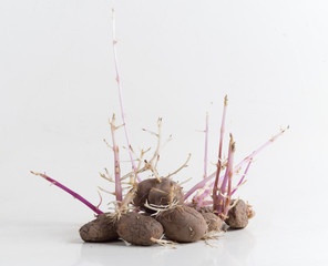 Sprouting potatoes