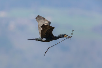 Flying great cormorant (Phalacrocorax carbo) with branch in beak