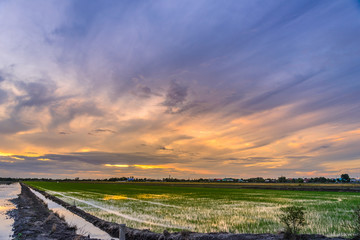 Fototapeta na wymiar twilight time on preparing land for planting at rice field