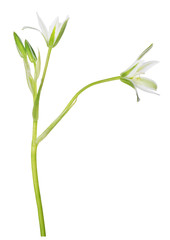 Fototapeta na wymiar green and white isolated garden flower