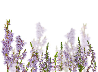 group of lilac heather blossoms on white - obrazy, fototapety, plakaty