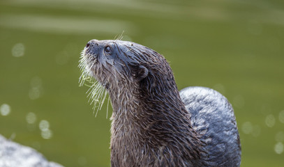 Otter