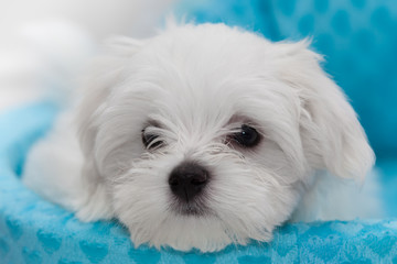 Maltese Puppy