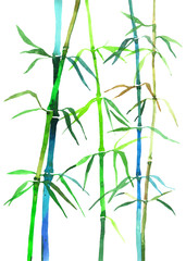 watercolor illustration bamboo