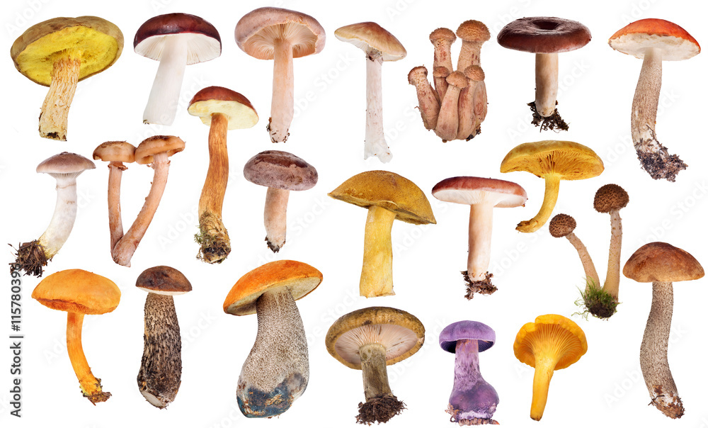 Canvas Prints set of twenty two edible mushrooms isolated on white