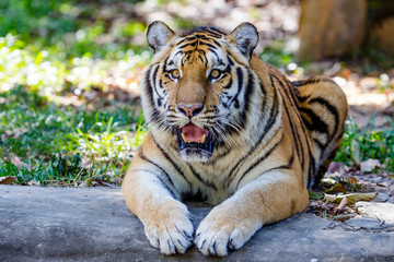 Obraz premium Bengal Tiger