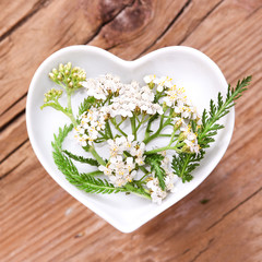Homöopathie und Kochen mit Heilkräutern, Schafgarbe