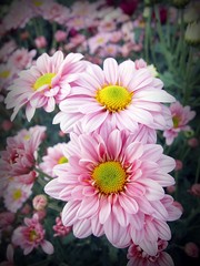 Pink Chrysanthemum Flowers close-up