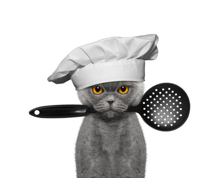 Cat chef holding a spoon in his mouth