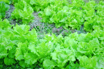 fresh green vegetable lettuce farm background
