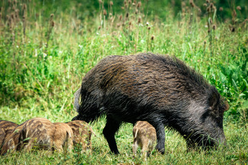 Wild boar family