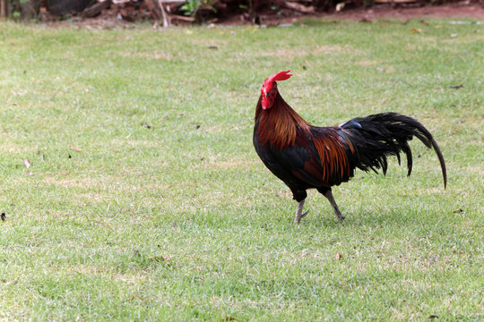 Colorful cock bantam