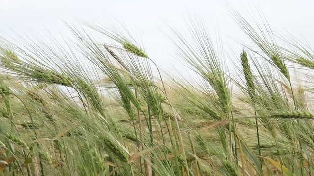 cornfield in the wind in nature