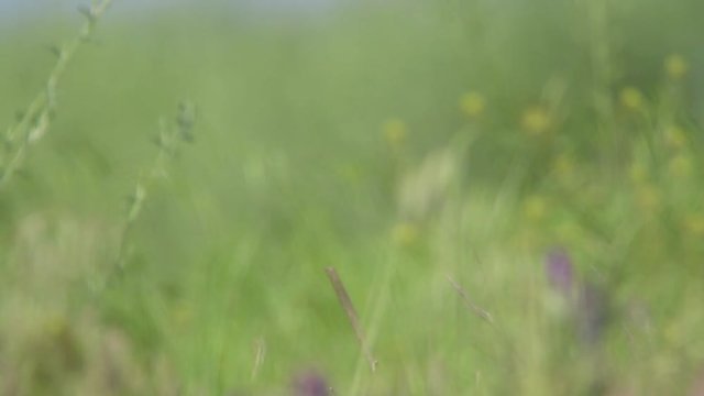 Whinchat