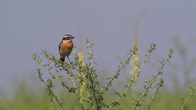 Whinchat