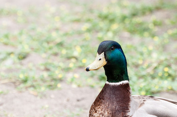 Close up of Mallard