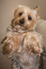 Front view of a Yorkshire Terrier sitting, isolated on white