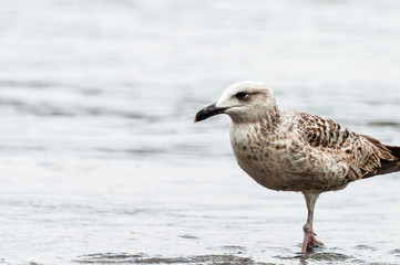 Seagull on the seashore