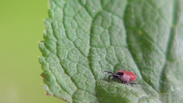 Zecke in der Natur auf einem Blatt