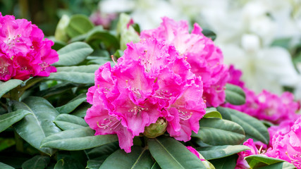 Rhododendron (Rhododendron ponticum) flowers blooming in the garden.