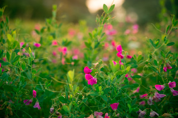 Beautiful landscape with the wilderness of herbs and pink wildflowers. The idea of the background of Mother's day, 8 March and World environment day. Soft focus