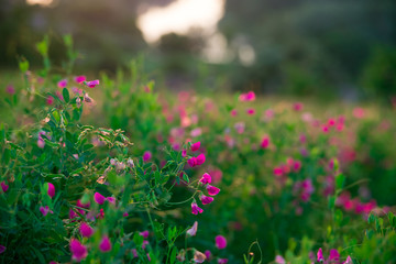 Beautiful landscape sunrise over a meadow with pink wildflowers. The idea of the background of Mother's day, 8 March and World environment day. Soft focus