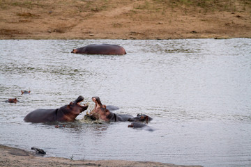 Fototapeta premium hippos in the kruger national park