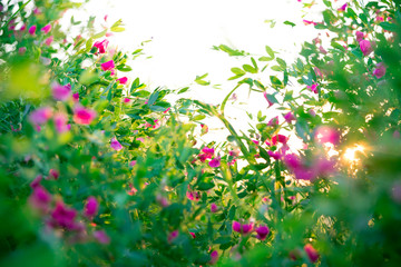 Beautiful landscape with the wilderness of herbs and pink wildflowers. The idea of the background of Mother's day, 8 March and World environment day. Soft focus