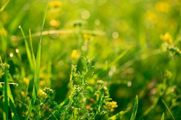 Beautiful landscape the wildlife. Fresh green grass and yellow wildflowers with water drops on the background of sunlight beams. 