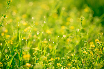 Beautiful landscape the wildlife. Fresh green grass and yellow wildflowers with water drops on the background of sunlight beams. 