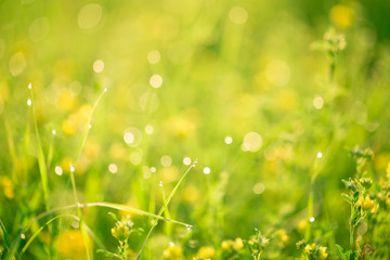 Fototapeta na wymiar Morning landscape sunrise in the meadow, on the grass and flowers of the drops of dew. The idea of the background of Mother's day, 8 March and World environment day. Soft focus