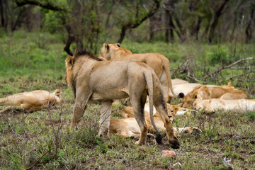 lions in the kruger national park