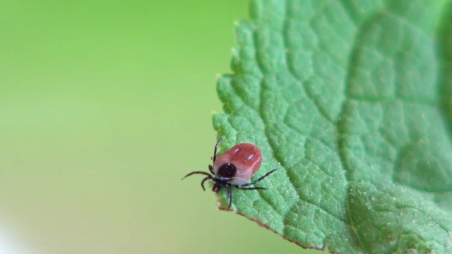Zecke in der Natur auf einem Blatt