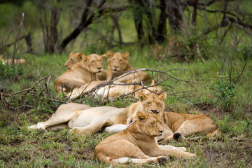 lions in kruger national park in south africa